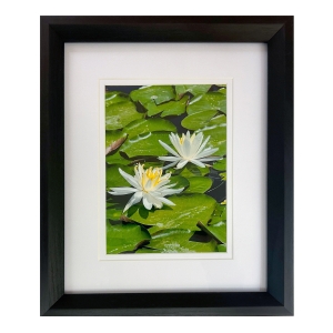 Water Lily #1 (White), April  Tedford