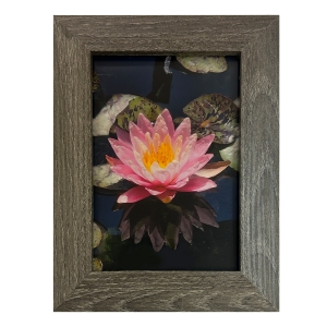 Water Lily #2 (Pink), April  Tedford